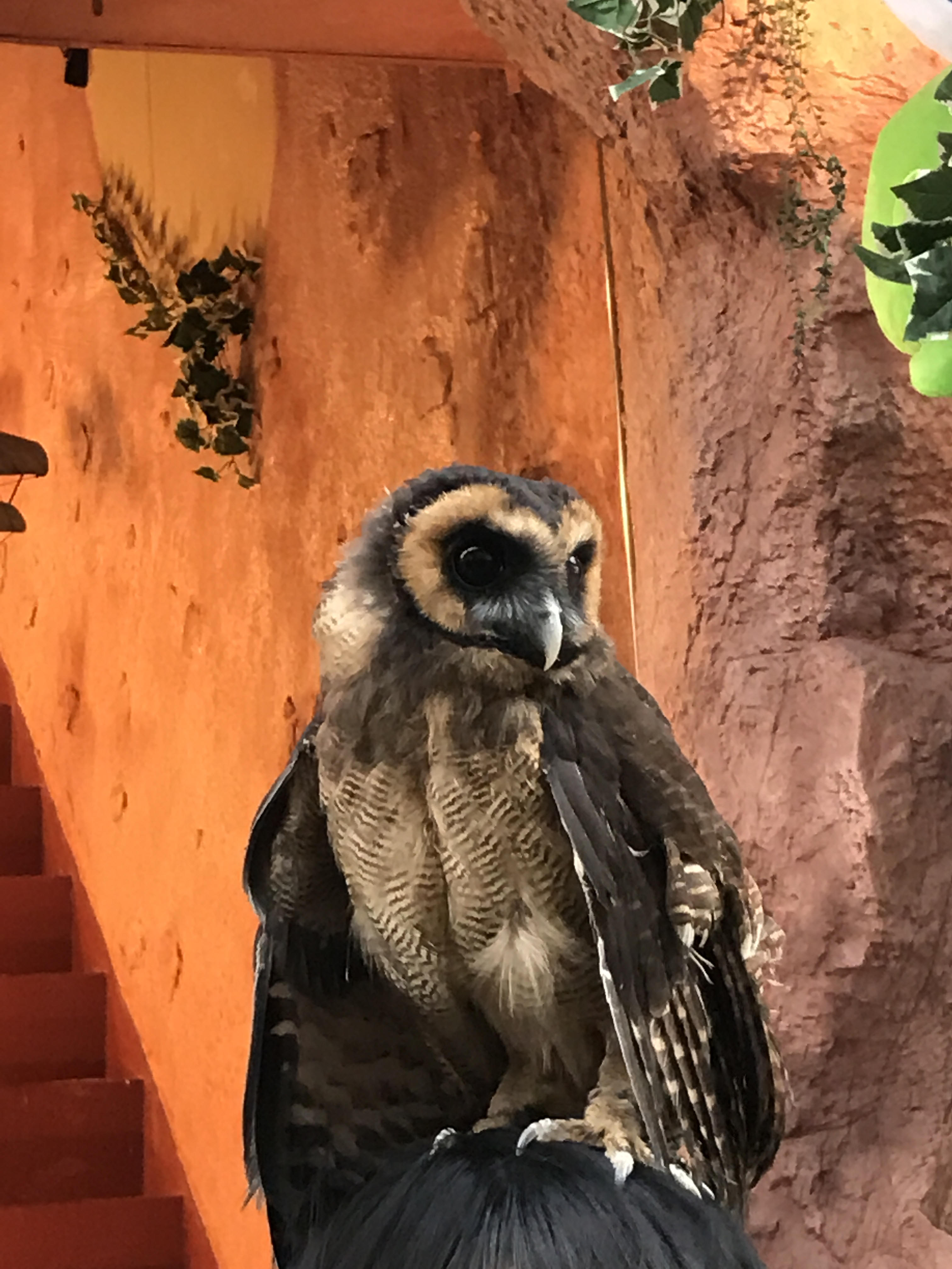 Owl Cafe Asakusa